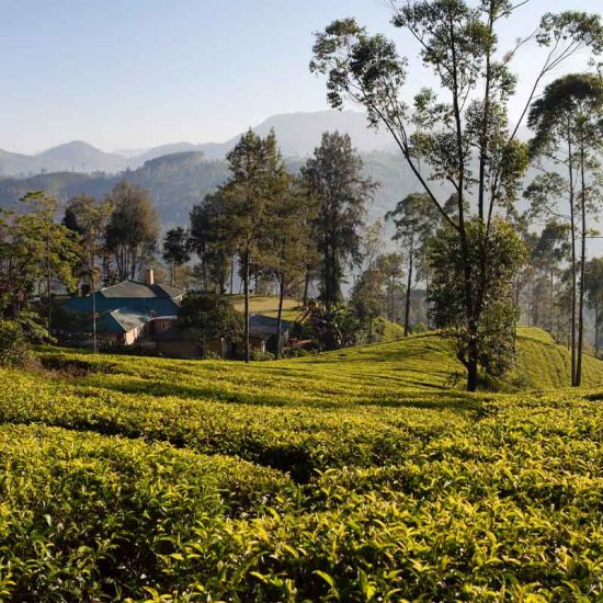 Ceylon_Tea_Trails_Sri_Lanka_Spezialist_Norwood_Bungalow_1