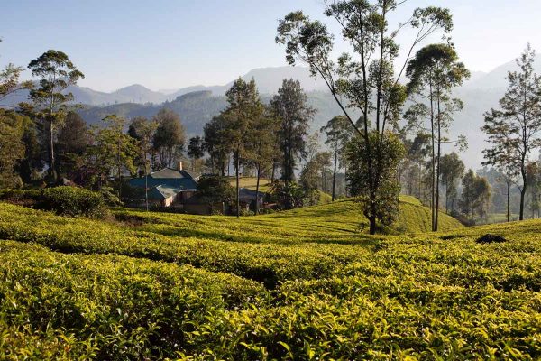 Ceylon_Tea_Trails_Sri_Lanka_Spezialist_Norwood_Bungalow_1