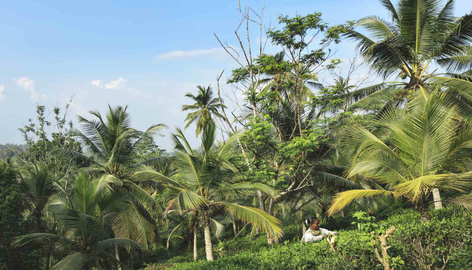 Kahanda Kanda beyond senses travel Sri Lanka Spezialist in Köln