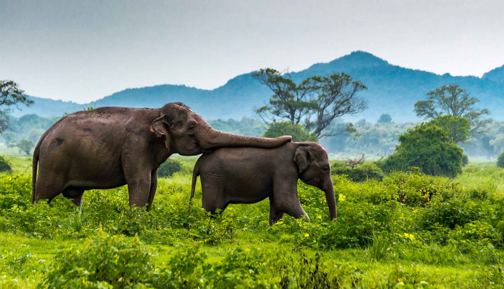 Sri_Lanka_Rundreise_Minneriya_Elefanten_Slider