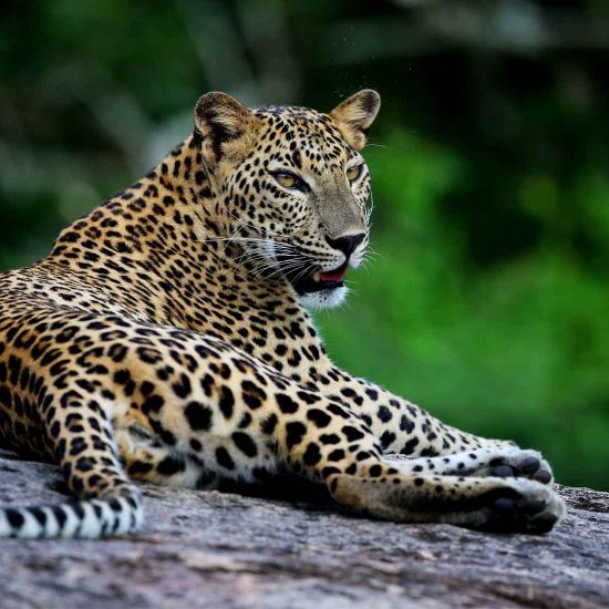 Wild_Coast_Tented_Lodge_Sri_Lanka_Spezialist_Slider_1