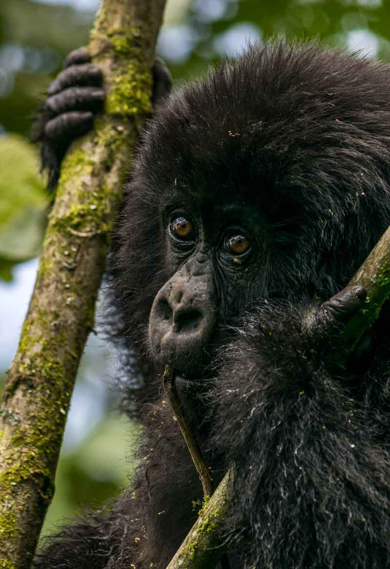 Ruanda_Gorilla_Trekking_Kachel